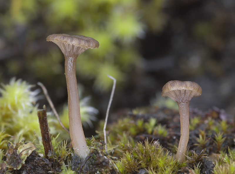 Omphalina obscurata